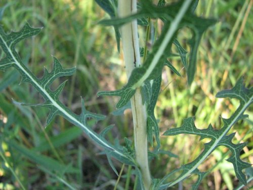 Willow Leafed Lettuce (Lactuca saligna)