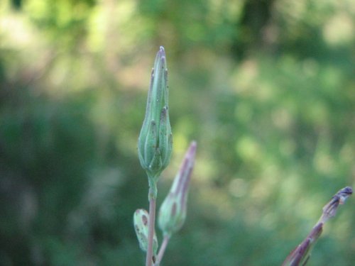 Prickly Lettuce (Lactuca serriola)