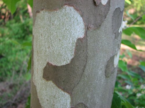 Common Sycamore (Platanus occidentalis)