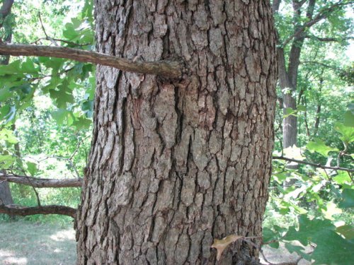 Post Oak (Quercus stellata)