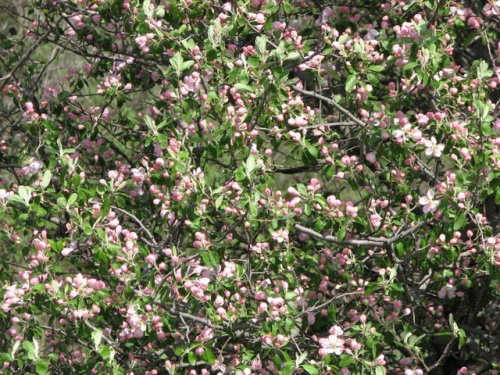 Prairie Crabapple (Malus ioensis)