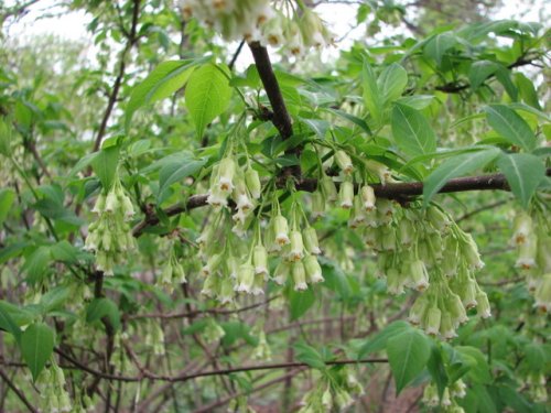 Bladdernut (Staphylea trifolia)