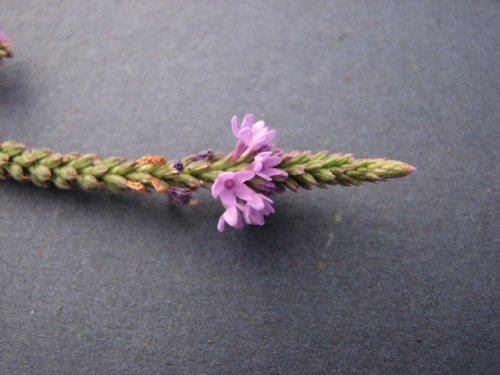 Blue Verbena (Verbena hastata)