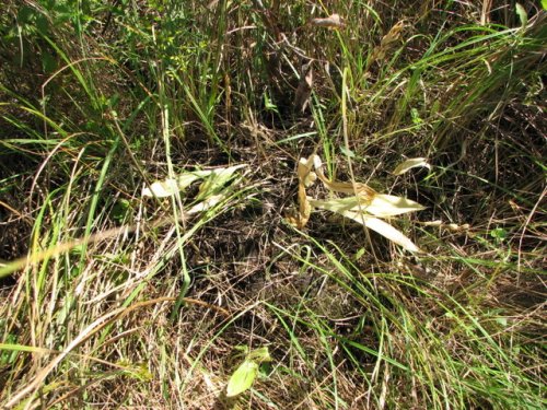 Loesel's twayblade (Liparis loeselii)