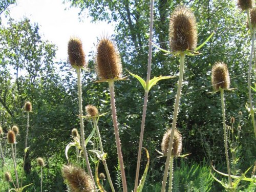 Cut Leaf Teasel (Dipsacus laciniatus)