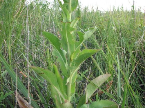 Western Wild Lettuce (Lactuca ludoviciana)