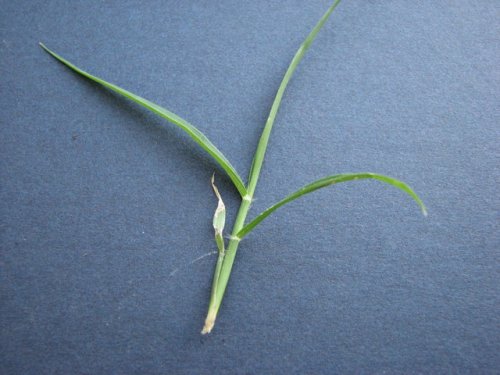 Stinkgrass (Eragrostis cilianensis)