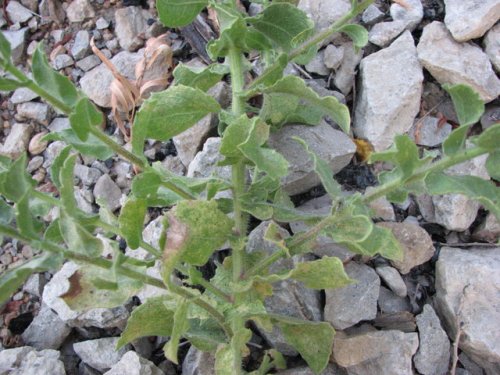 Camphorweed (Heterotheca subaxillaris)