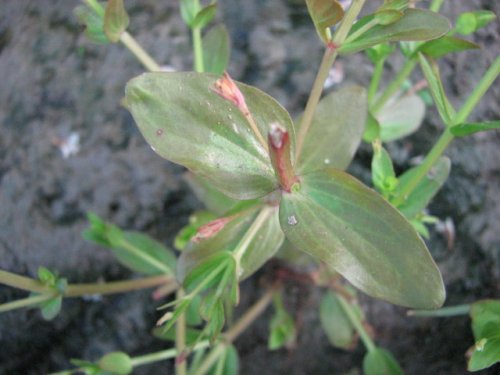 False Pimpernel (Lindernia dubia)