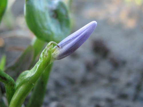 Blue Mud Plantain (Heteranthera limosa)