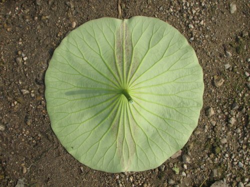 American Lotus (Nelumbo lutea)