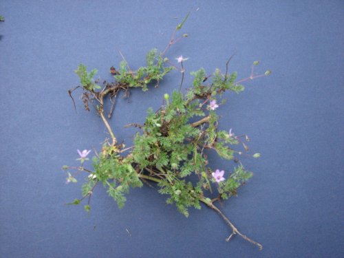 Red Stem Stork's Bill (Erodium cicutarium)