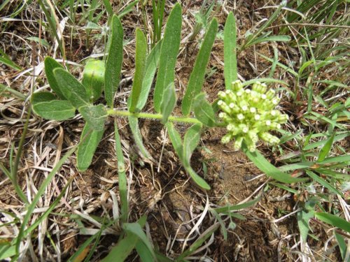 Woolly Milkweed (Asclepias lanuginosa)