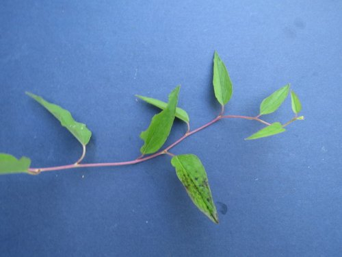 Narrowleaf morning glory (Ipomoea shumardiana)