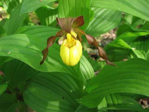 Yellow Lady's Slipper (Cypripedium pubescens)