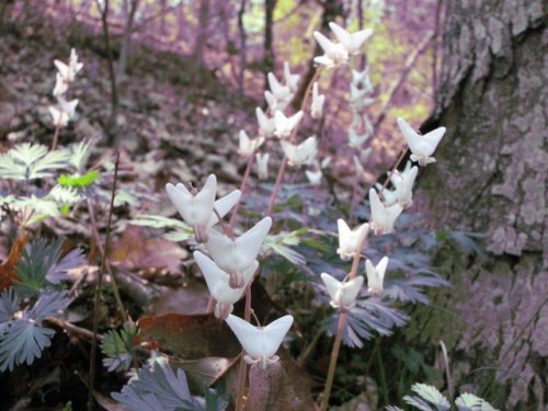 Dutchman's Breeches (Dicentra cucullaria)