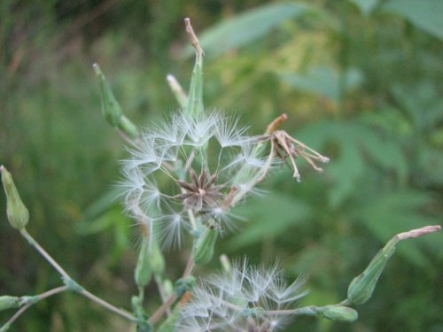 Prickly Lettuce (Lactuca serriola)