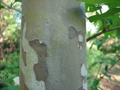 Common Sycamore (Platanus occidentalis)