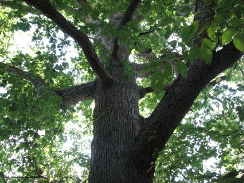 White Oak (Quercus alba)