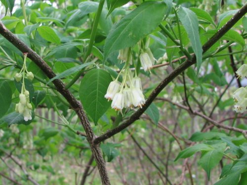 Bladdernut (Staphylea trifolia)