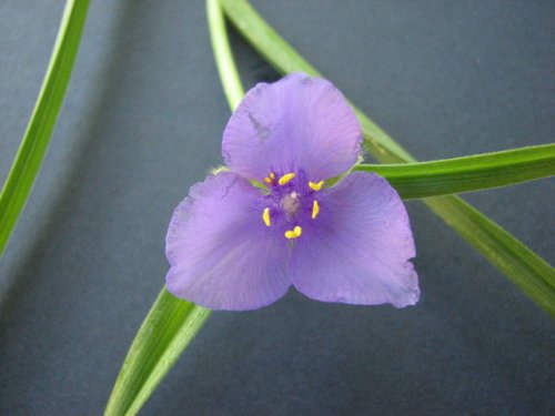 Bracted Spiderwort (Tradescantia bracteata)