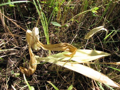 Loesel's twayblade (Liparis loeselii)