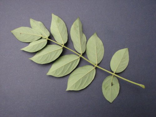 American Wisteria (Wisteria frutescens)