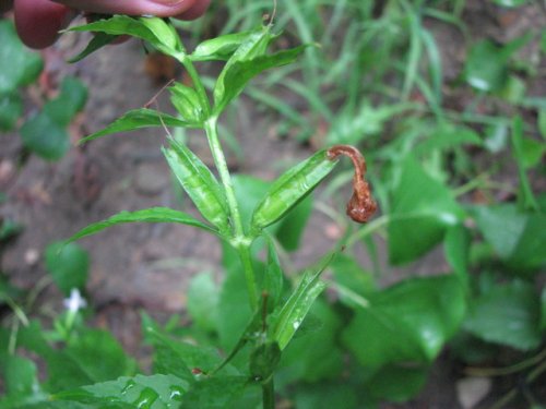 Winged Monkeyflower (Mimulus alatus)