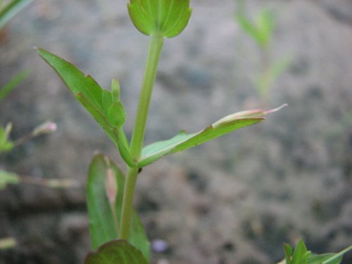 False Pimpernel (Lindernia dubia)