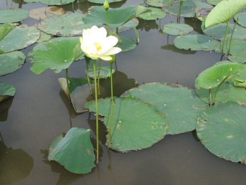 American Lotus (Nelumbo lutea)