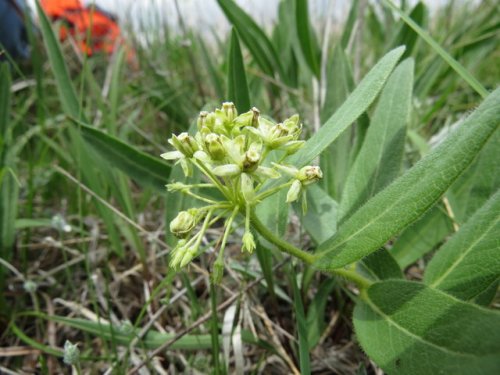 Woolly Milkweed (Asclepias lanuginosa)