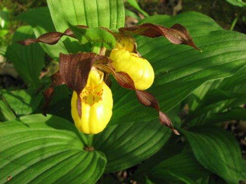 Yellow Lady's Slipper (Cypripedium pubescens)