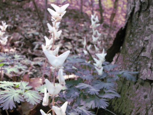 Dutchman's Breeches (Dicentra cucullaria)