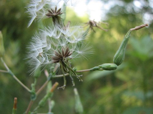 Prickly Lettuce (Lactuca serriola)