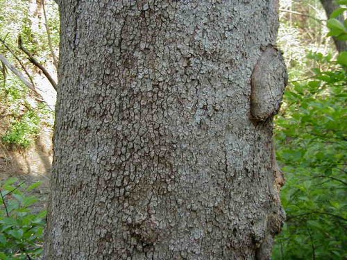 Common Sycamore (Platanus occidentalis)