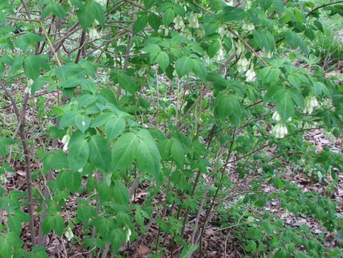 Bladdernut (Staphylea trifolia)