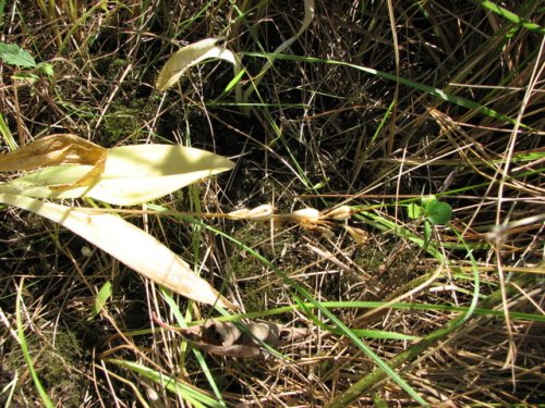 Loesel's twayblade (Liparis loeselii)