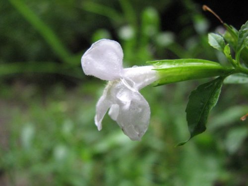 Winged Monkeyflower (Mimulus alatus)