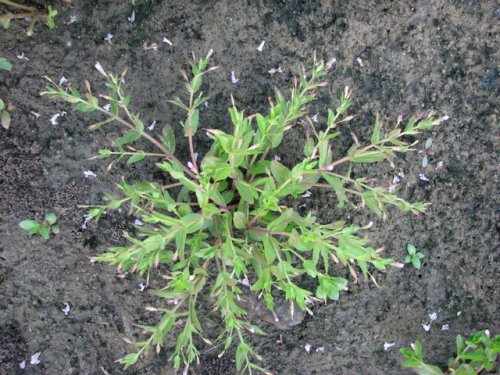 False Pimpernel (Lindernia dubia)