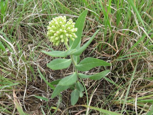 Woolly Milkweed (Asclepias lanuginosa)