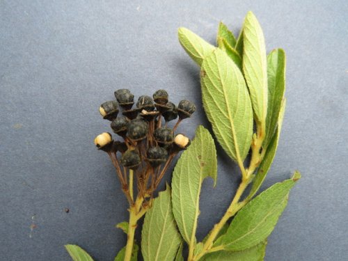 Inland New Jersey Tea (Ceanothus herbaceus)