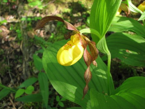 Yellow Lady's Slipper (Cypripedium pubescens)