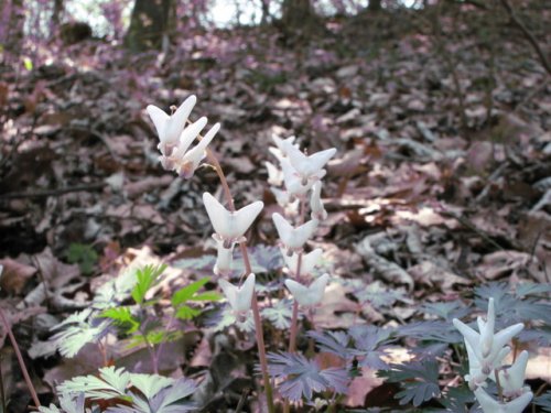 Dutchman's Breeches (Dicentra cucullaria)