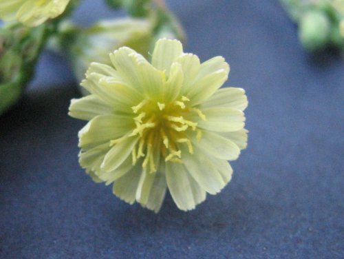 Prickly Lettuce (Lactuca serriola)