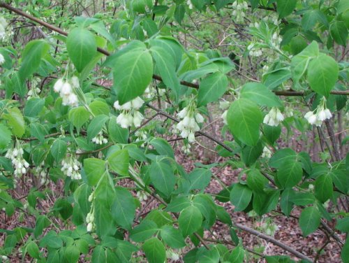 Bladdernut (Staphylea trifolia)