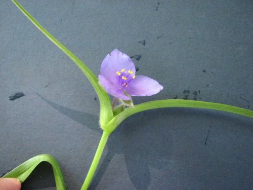 Bracted Spiderwort (Tradescantia bracteata)