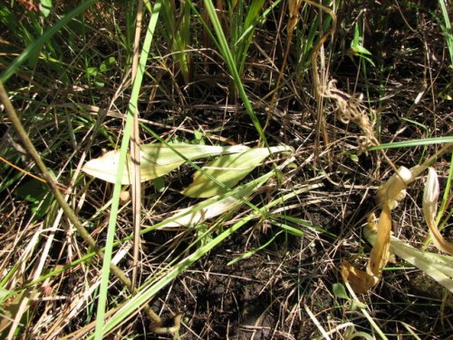 Loesel's twayblade (Liparis loeselii)