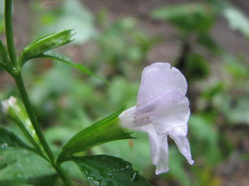 Winged Monkeyflower (Mimulus alatus)