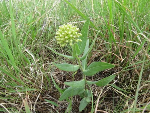 Woolly Milkweed (Asclepias lanuginosa)