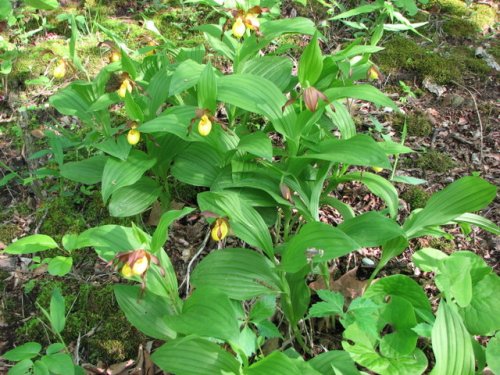 Yellow Lady's Slipper (Cypripedium pubescens)